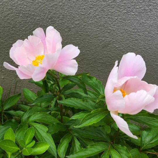 婉婉