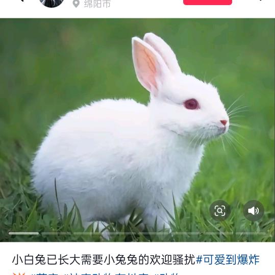 小花猫＜2号>