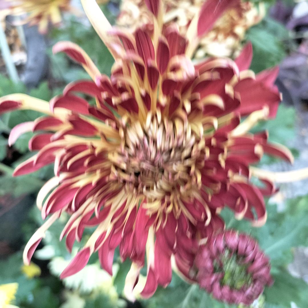 固始通达学校刘老师