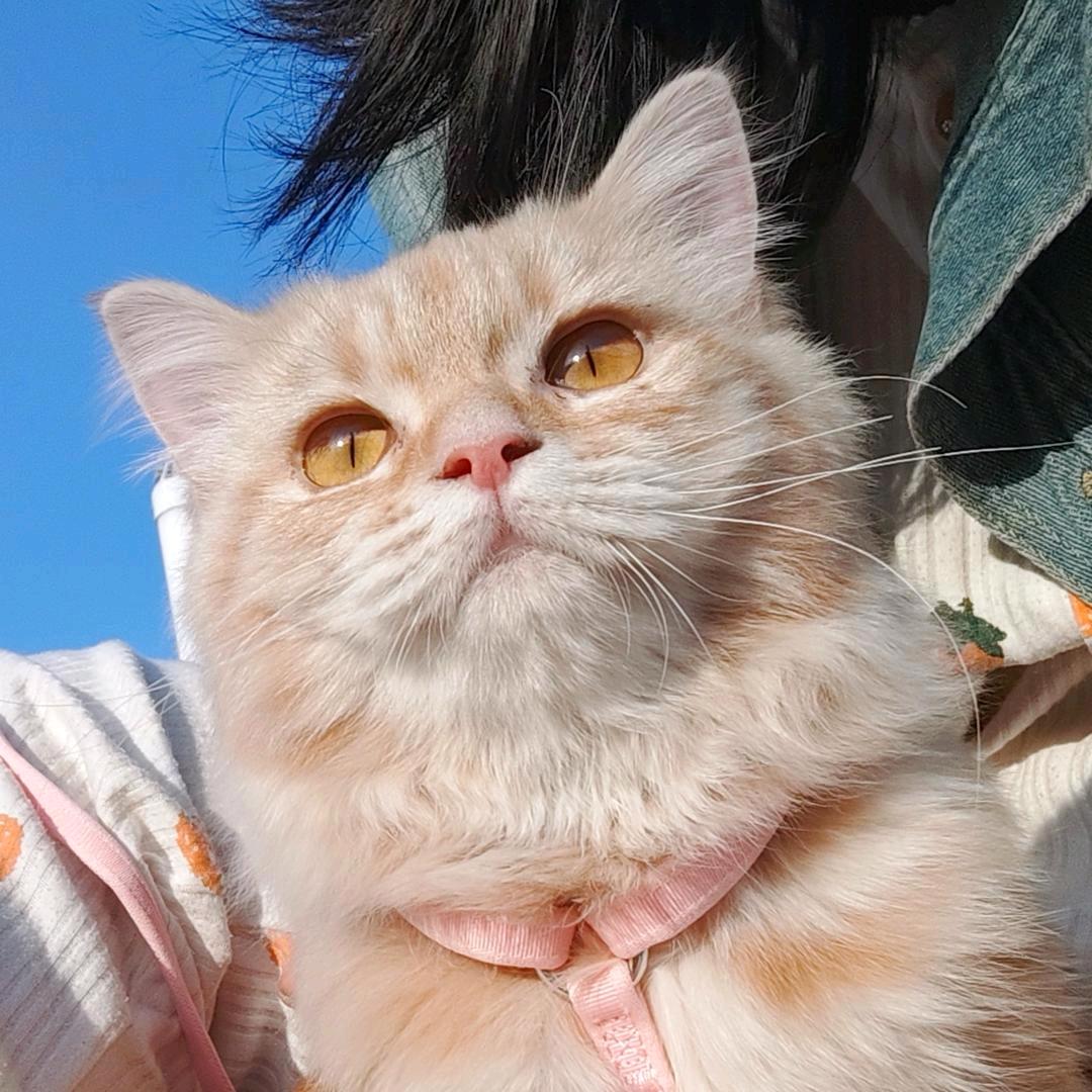 刘小姐的宠物店