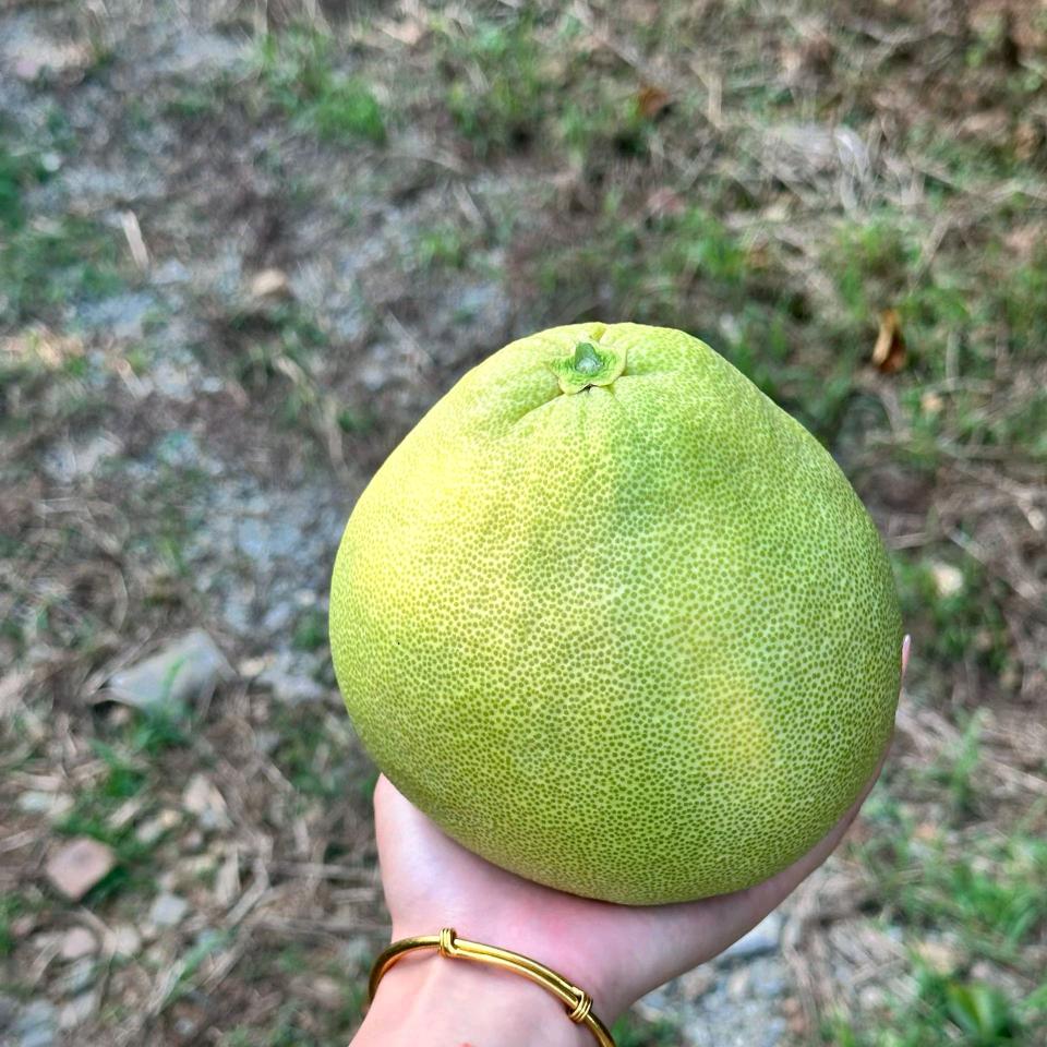 度尾老树文旦柚