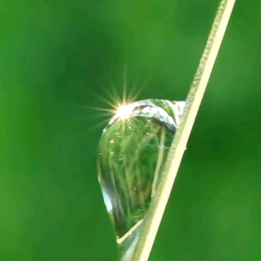 白露未晞