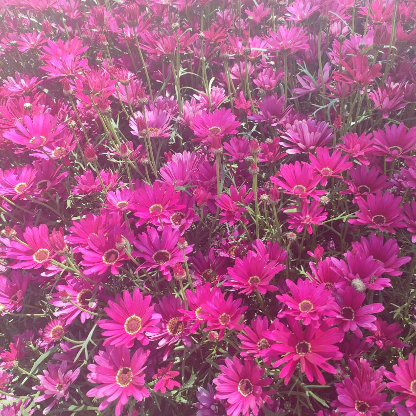 被爱伤过的女人