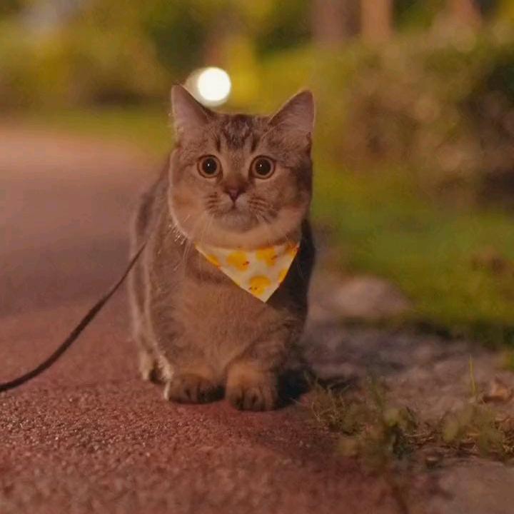 快乐的猫
