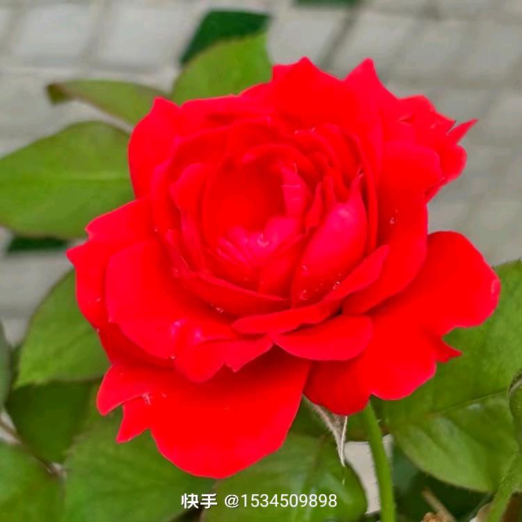 🌹遇上你是我的缘🌹