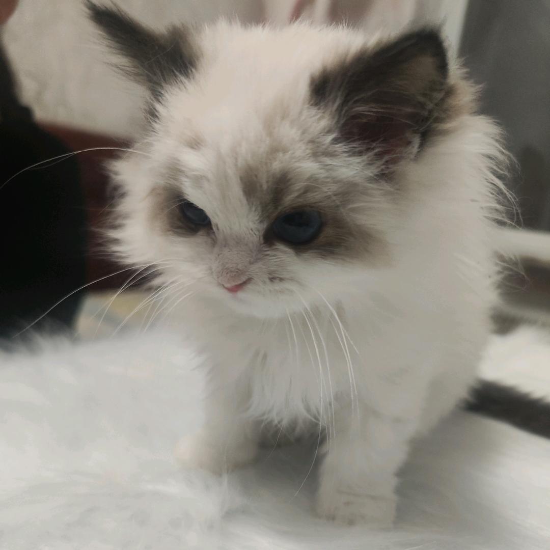 小娥布偶猫