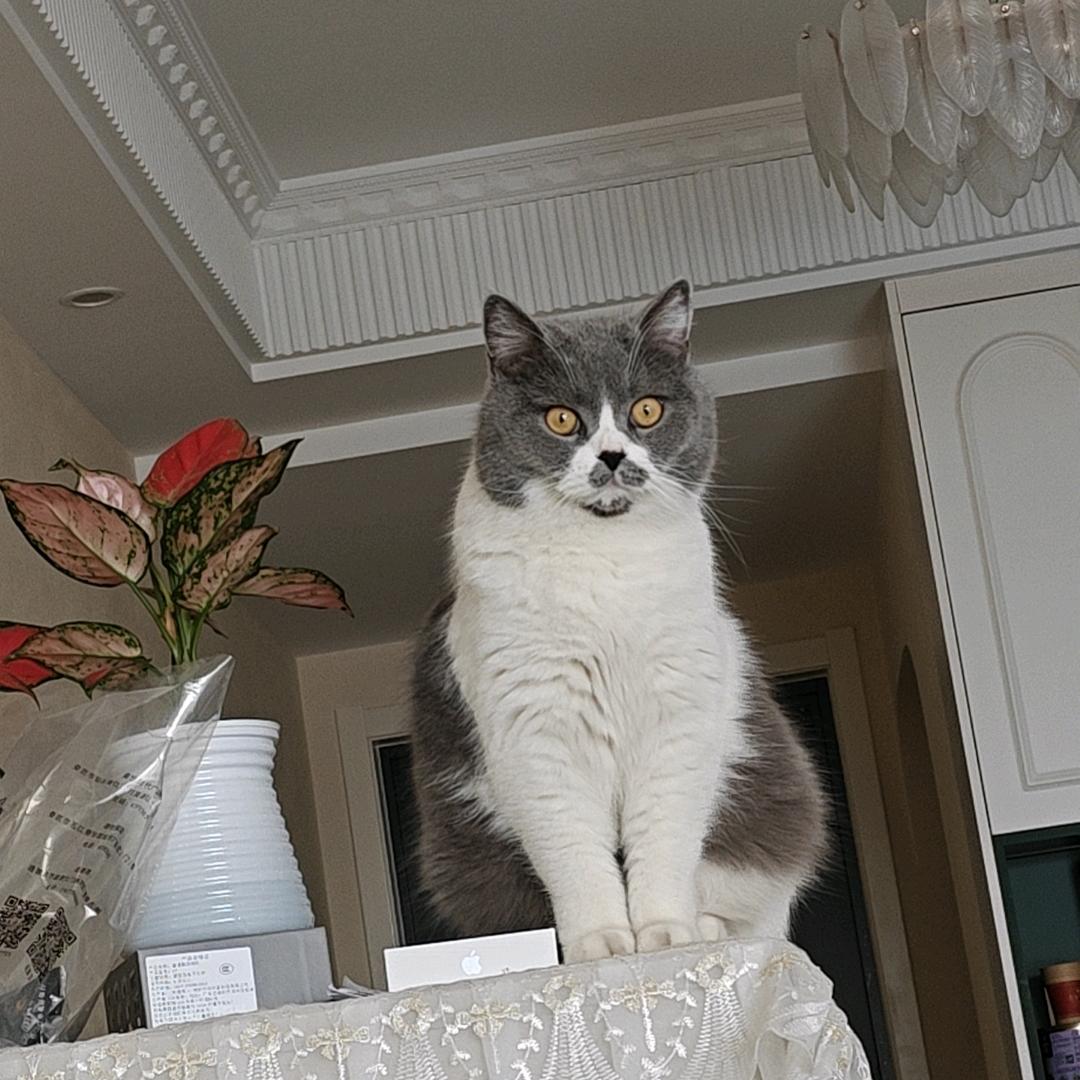 咕噜是肥猫
