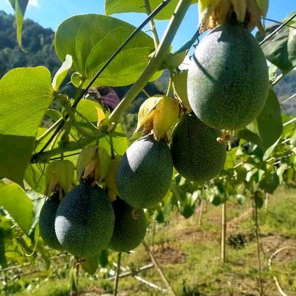 滴水穿石！出售，批发，哥伦比亚热情果苗，