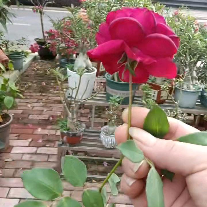 凤姐‘