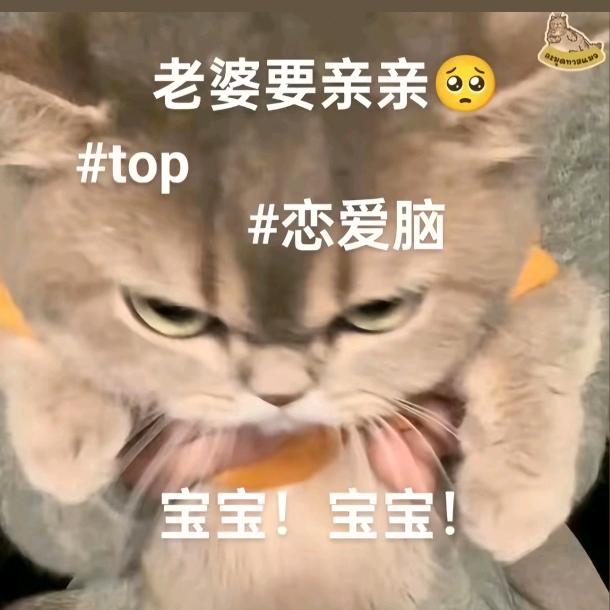 茶蛊