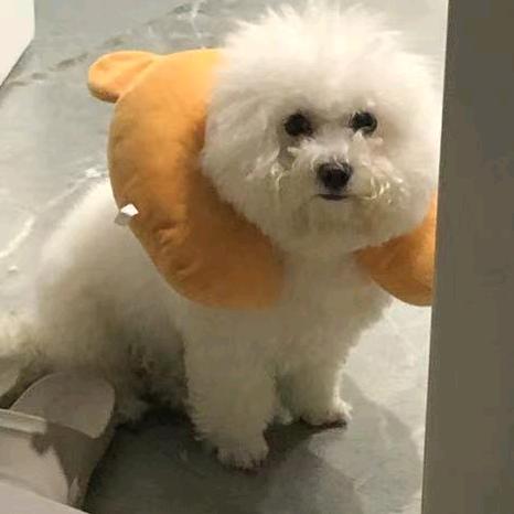 小舔狗