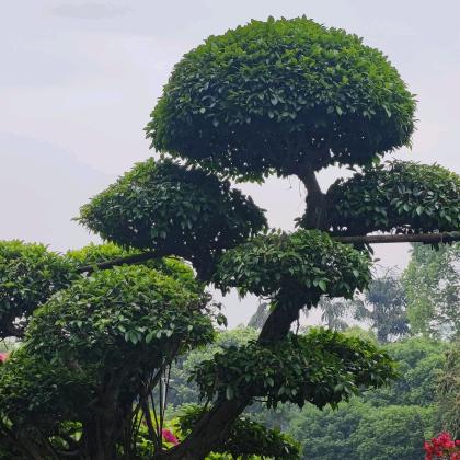 ~追风侠
