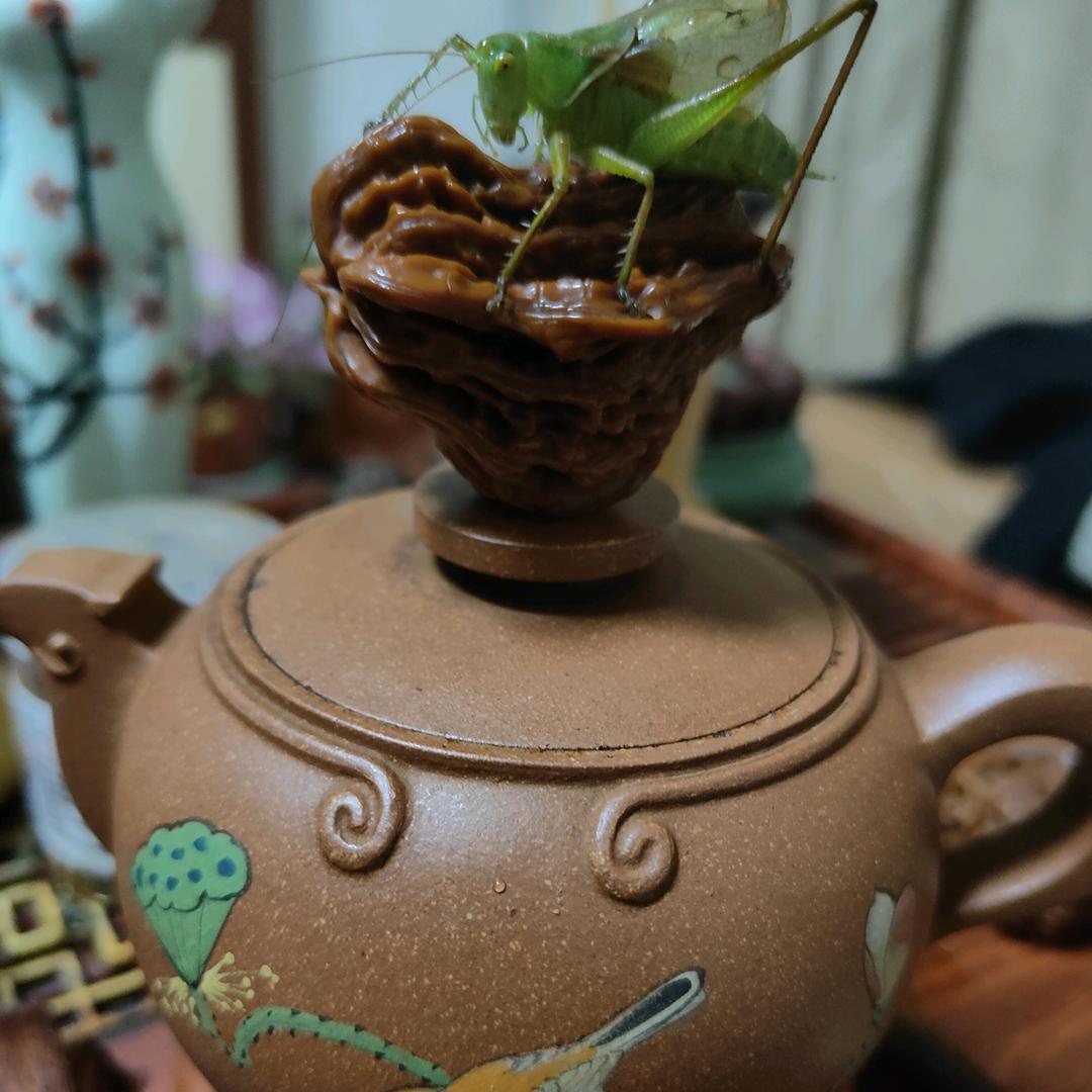 煤球白