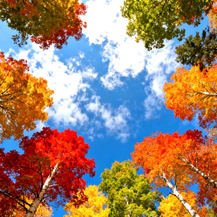 🍀🍀🍀🍀🍀🍀🍀