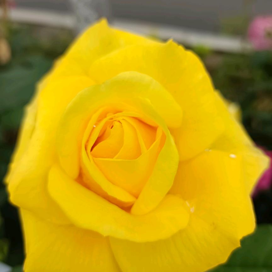 🌹🌹轻舞飞扬