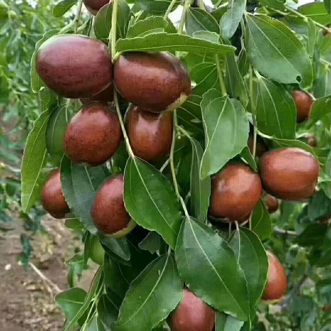 甜是金丝枣的甜