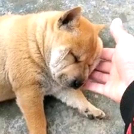 婺源五黑犬繁育