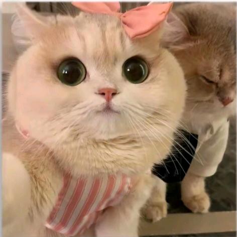ᥫᩣ小柒总 💫