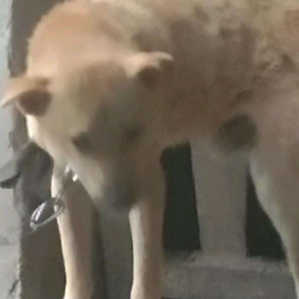 一木杨思同国