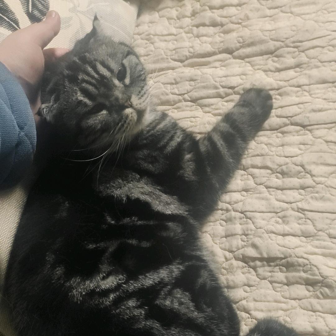 新倩女幽魂-小菊花