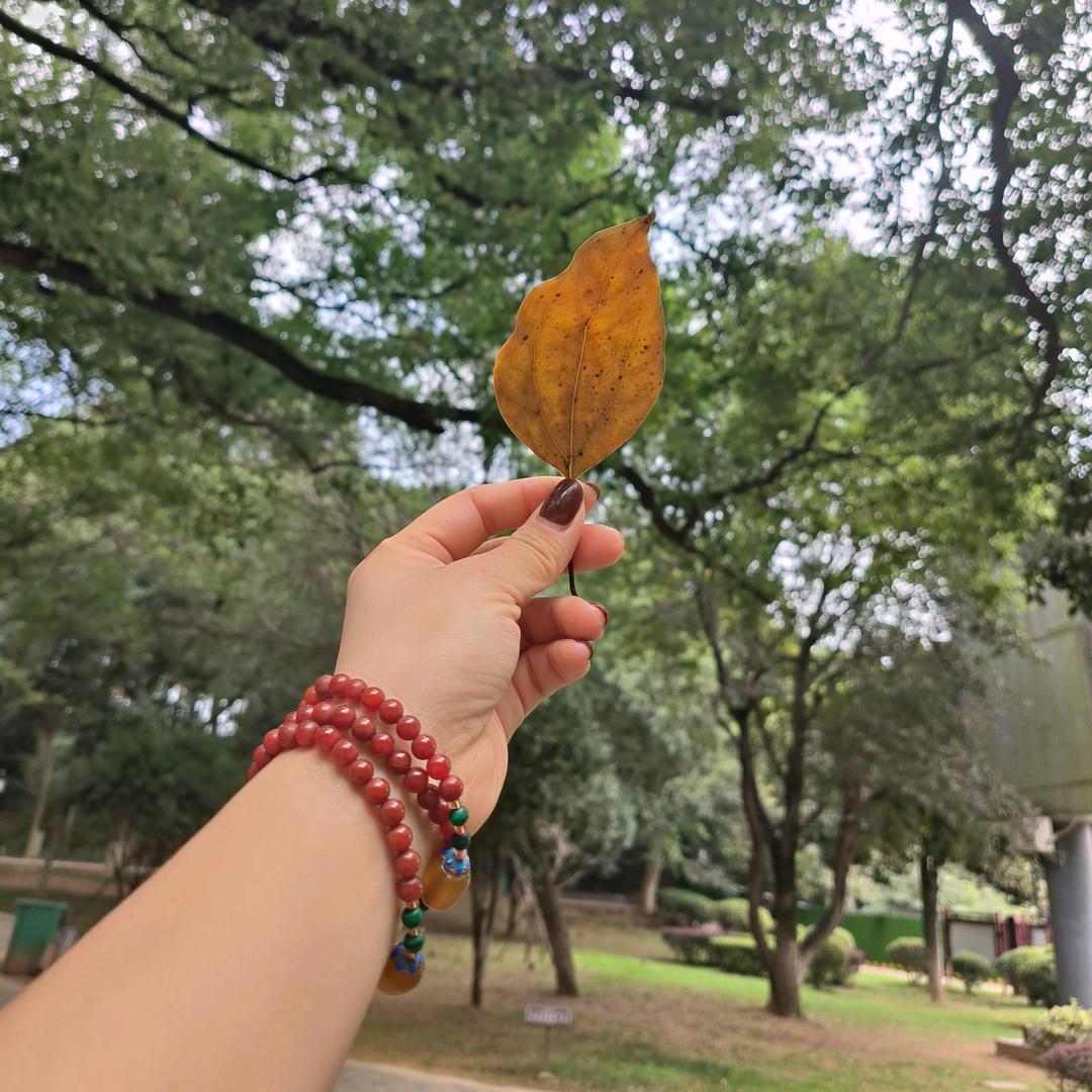 会跳舞的小白兔