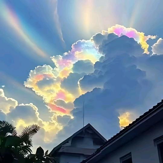 花儿（单身）