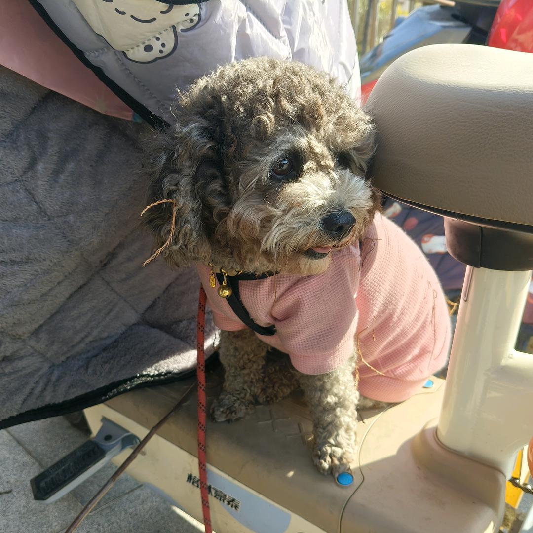 小妞的日常生活