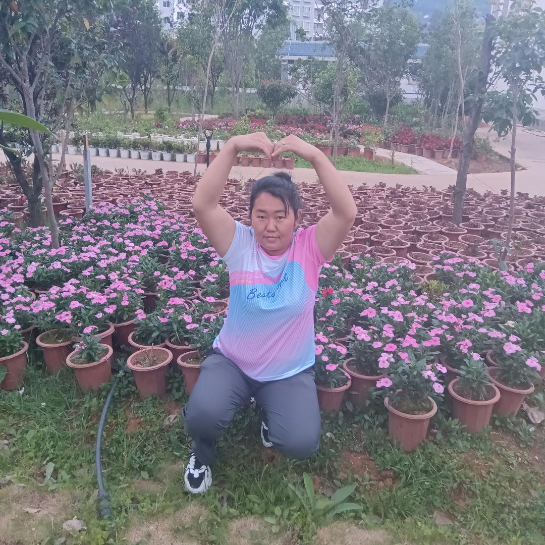 梦想的翅膀