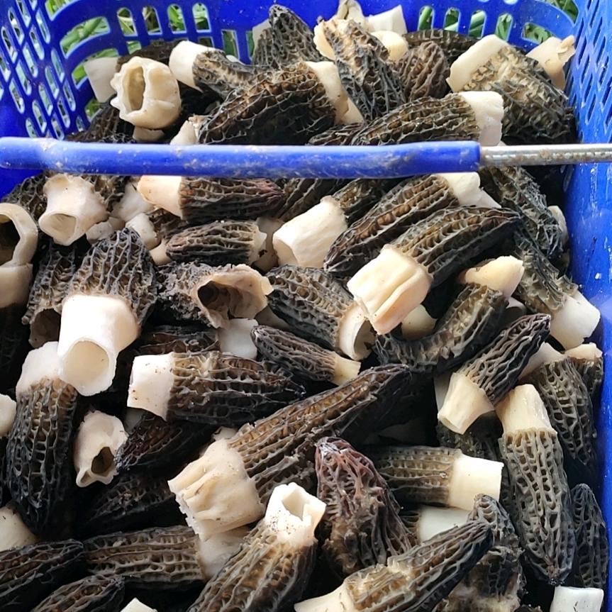 六安市天和致远菌类种植专业合作社