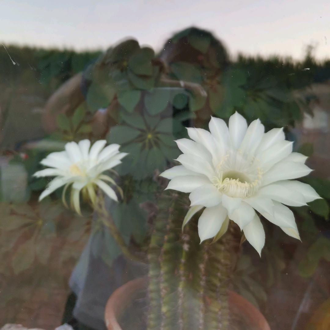 💫魔鬼的眼泪💫