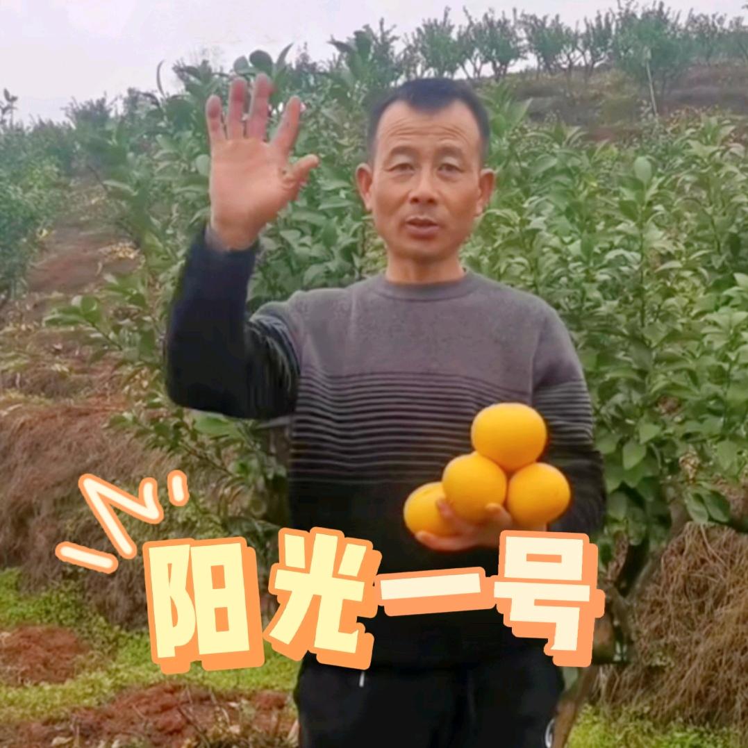 橘子红了（芷江吴哥）