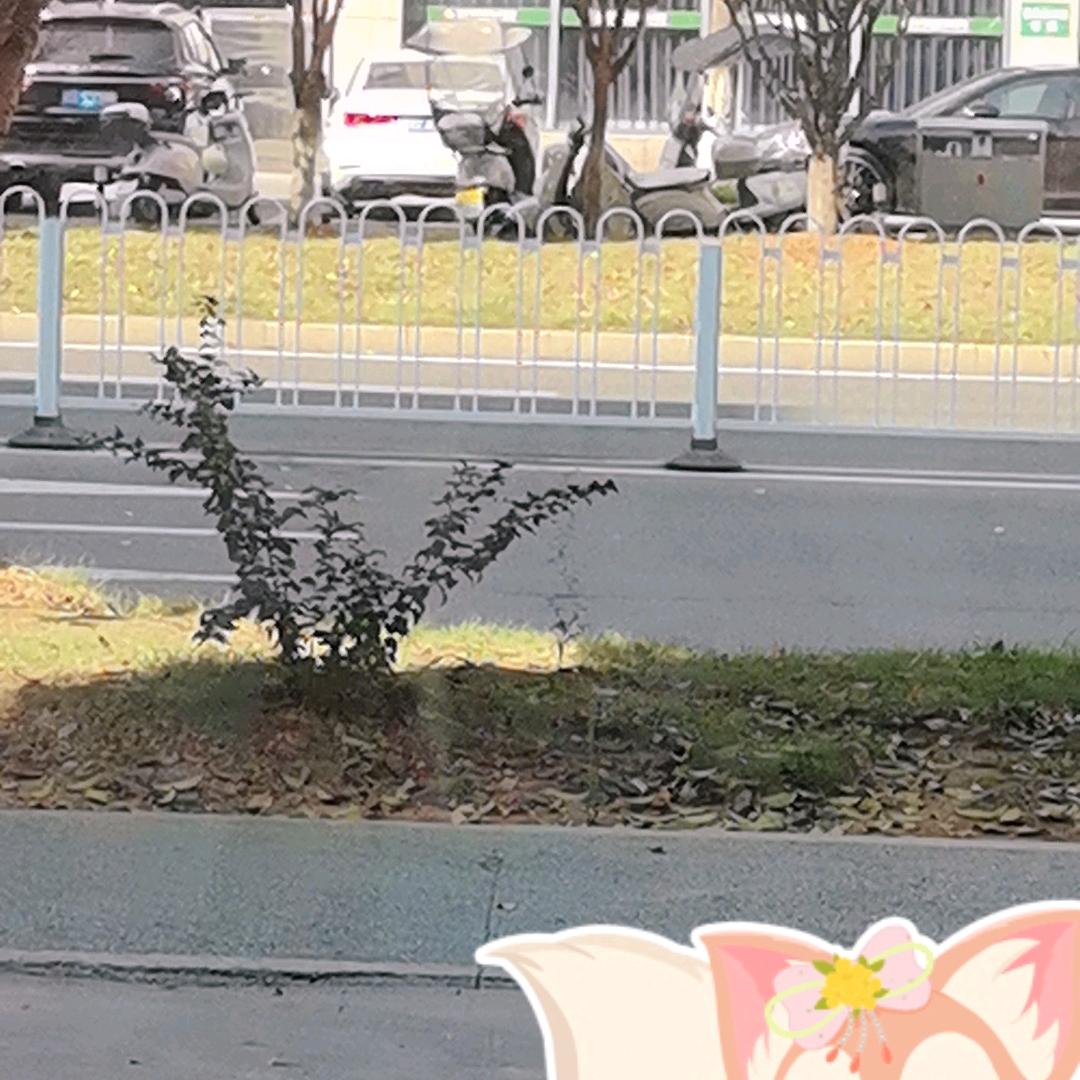 姜冰波波茶(^～^)