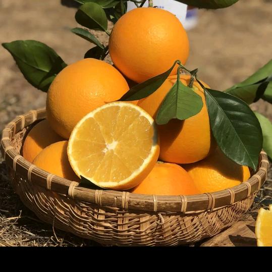 黄氏汇品水果店