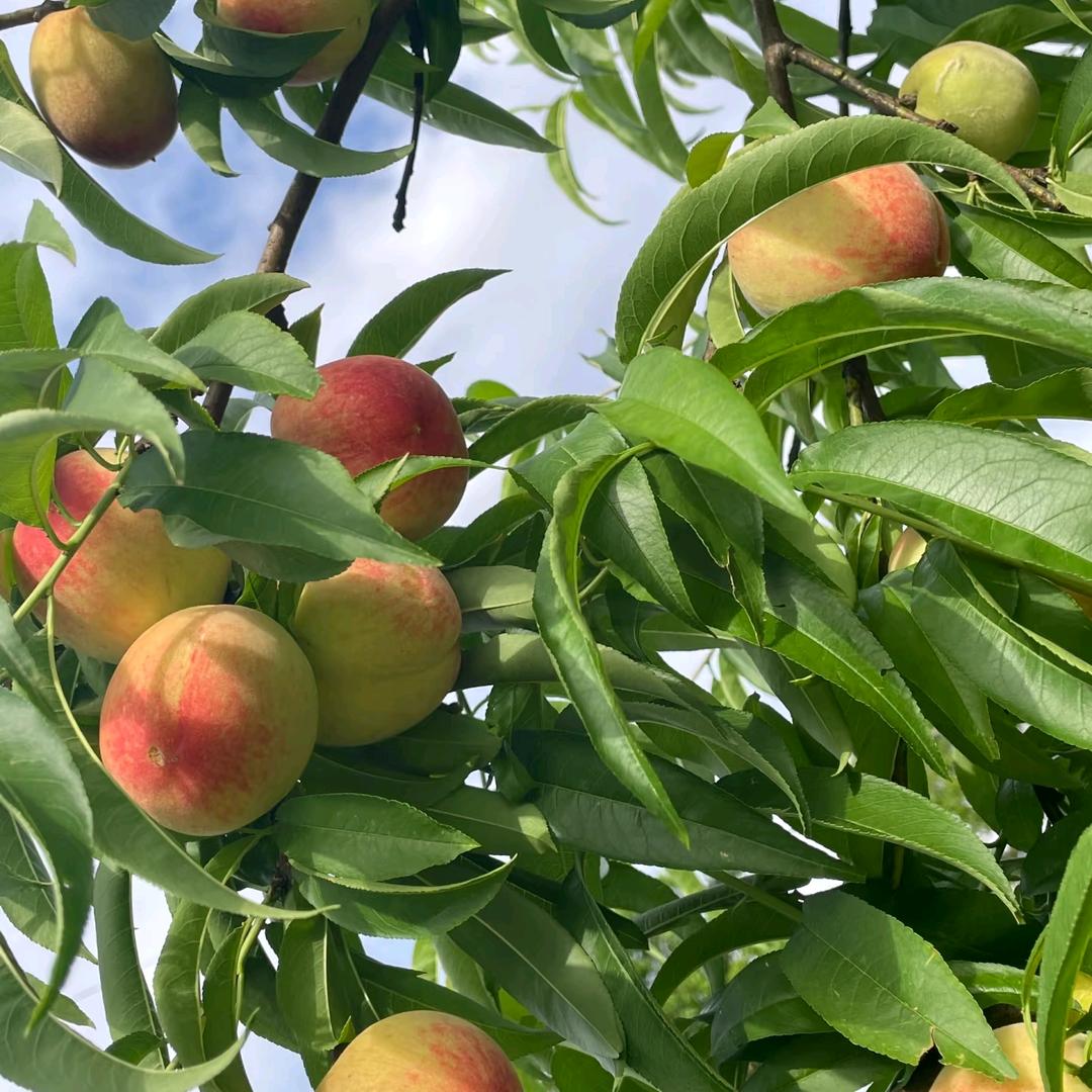 农业种植技术分析