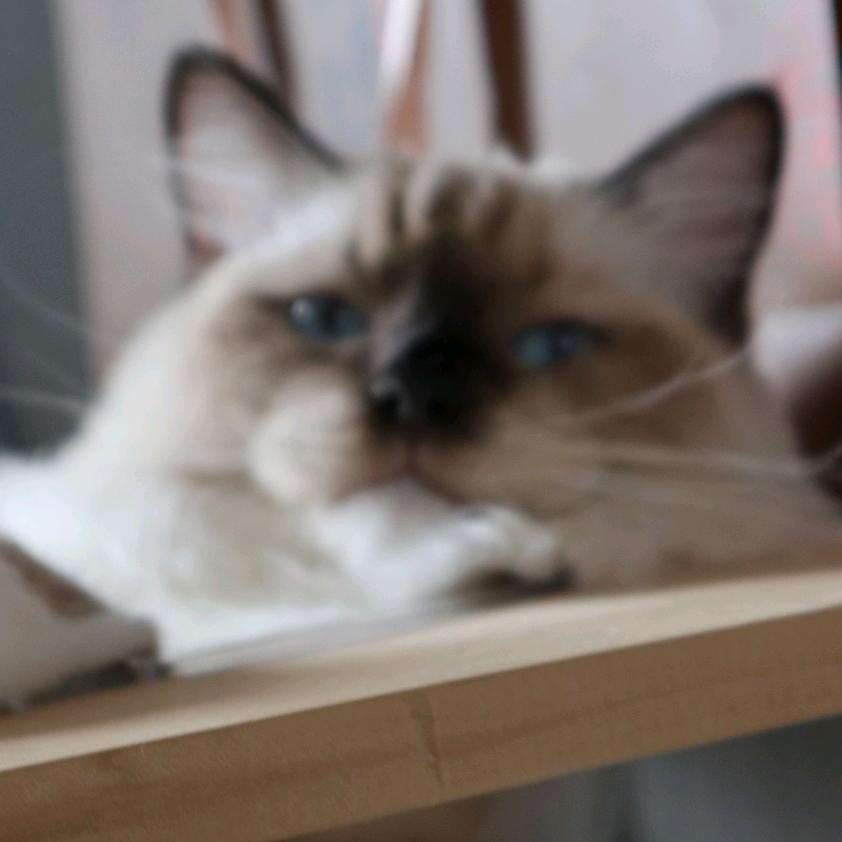 来福是布偶
