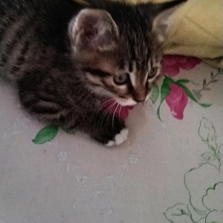 可爱的招财猫