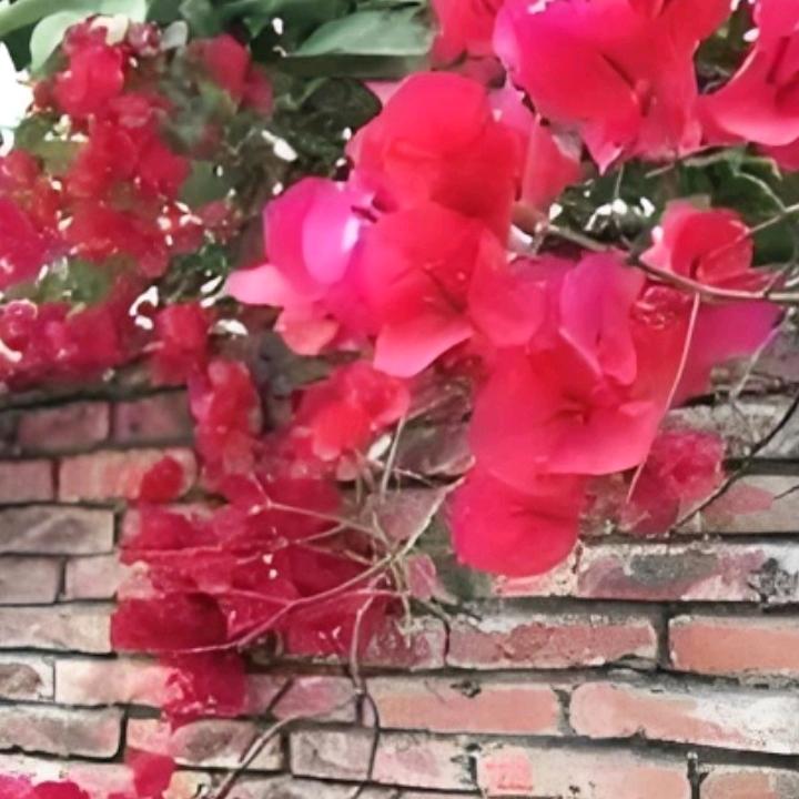 红杏         南墙