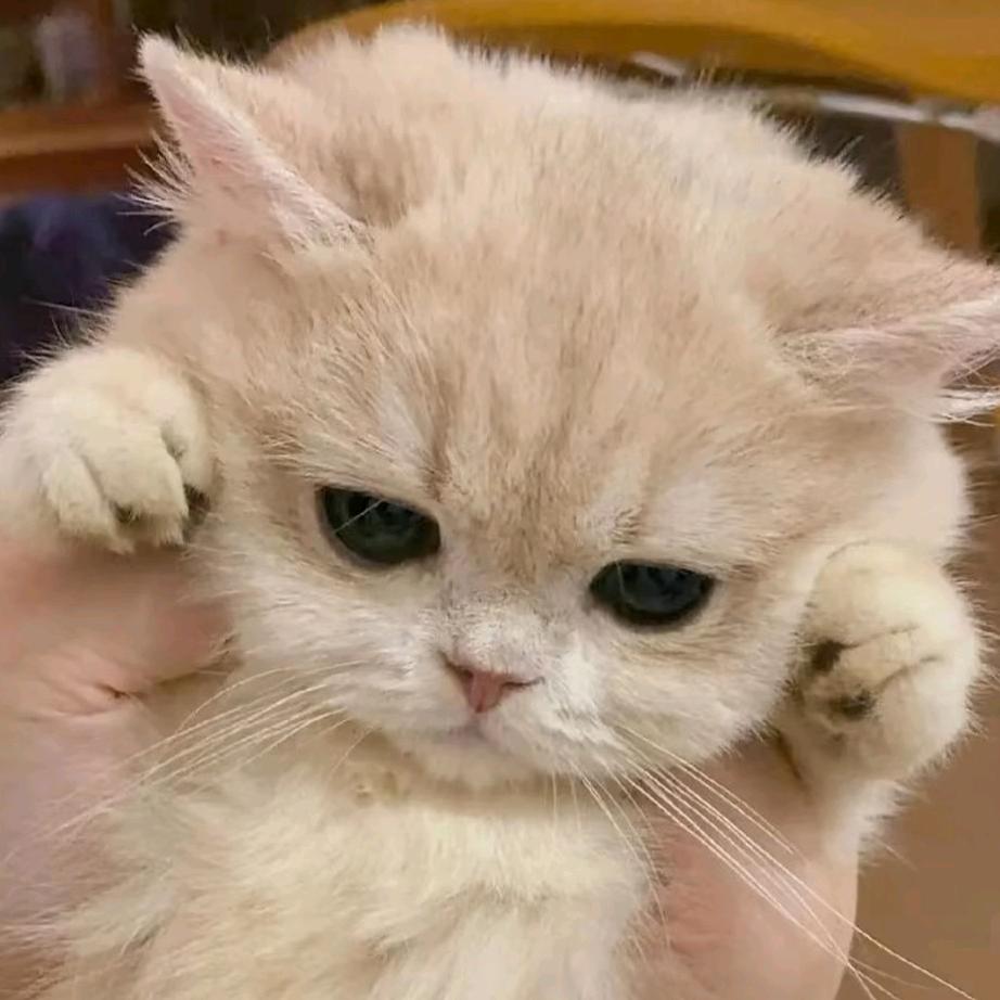 贝贝（三角洲）