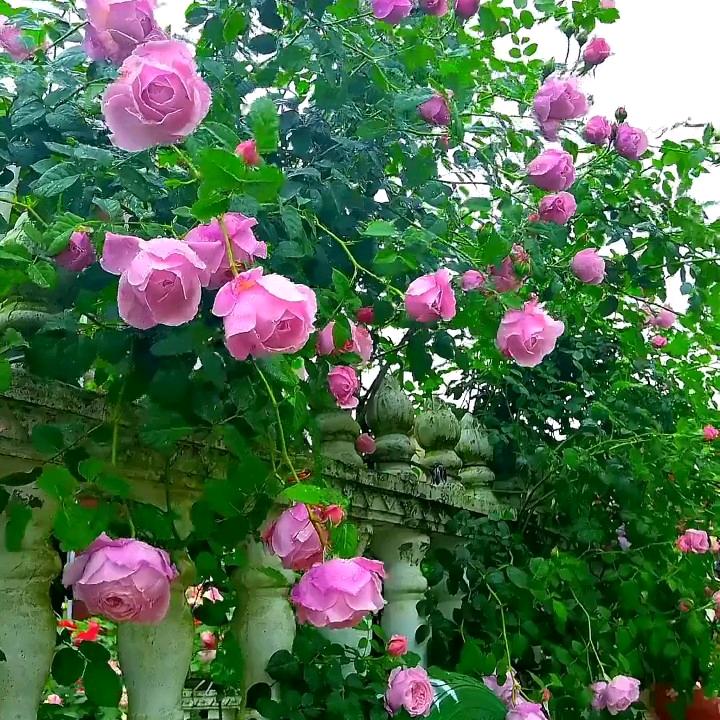 花好人间