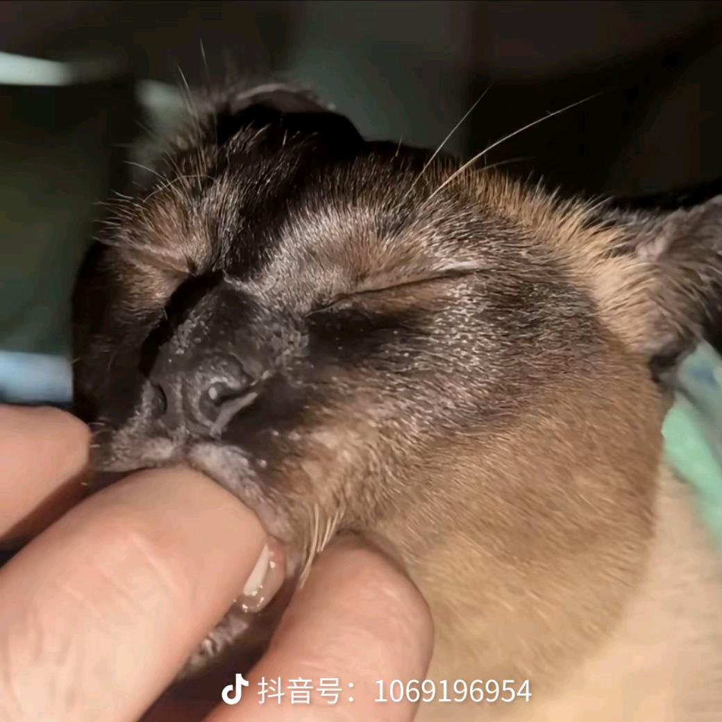 鼠🐭🐭鼠