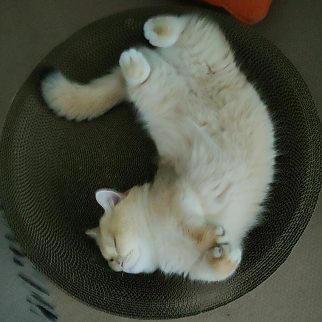 小狗猫