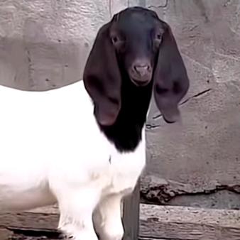 波尔山羊养殖，自繁。