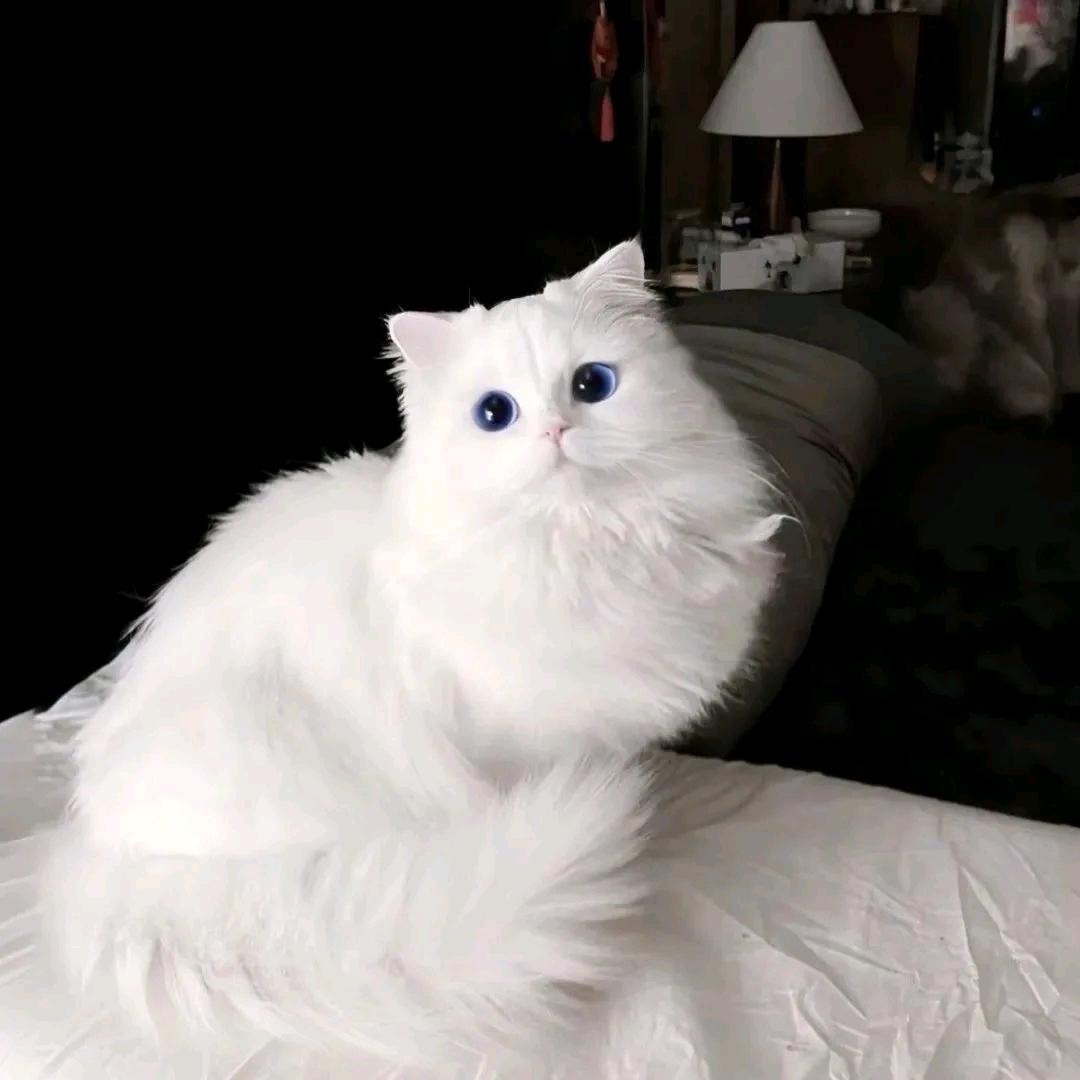 汤圆小团子