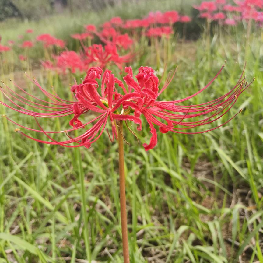 ໑ຼₒ₂₅如愿ღ᭄