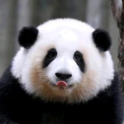 不负如来不负卿先生