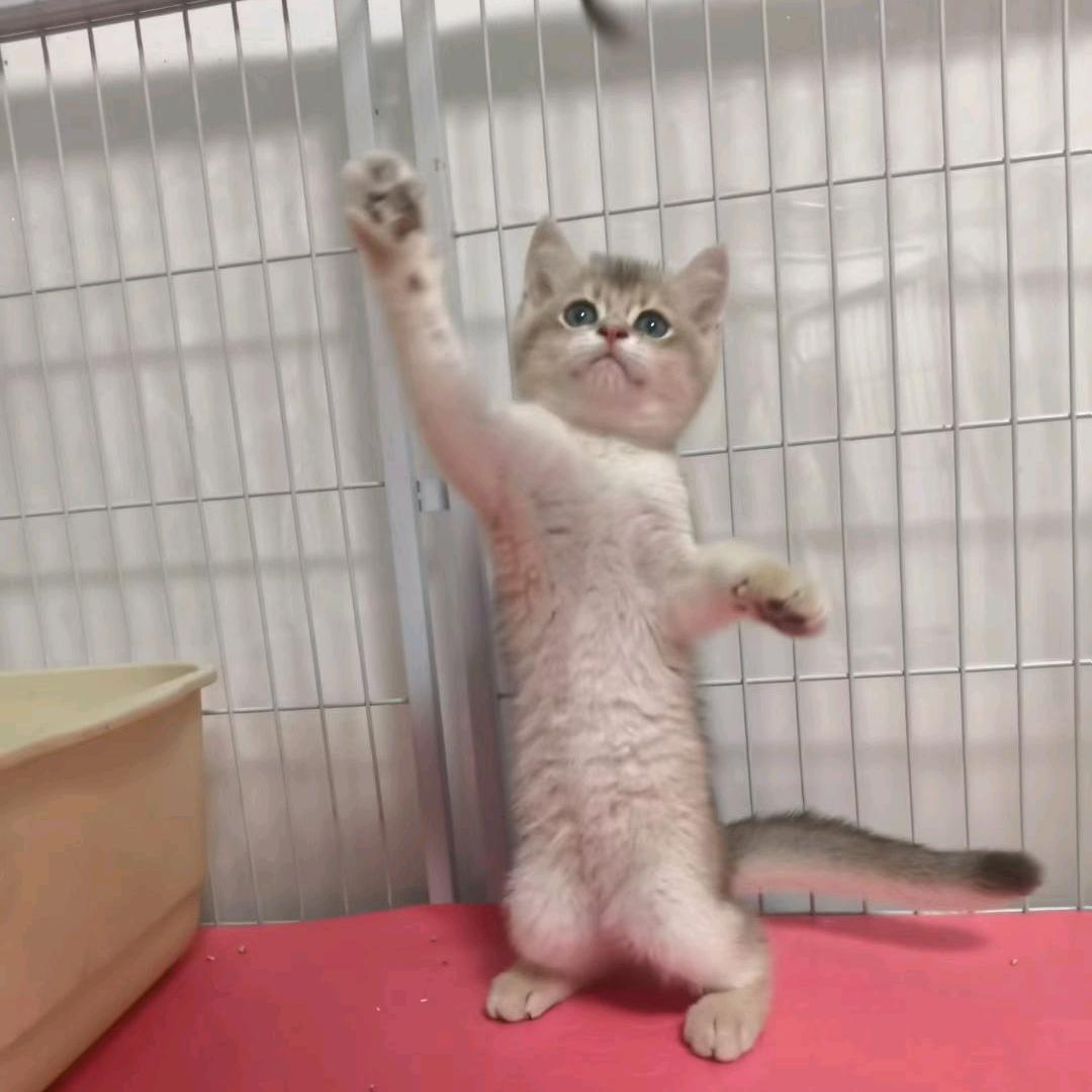 晨之美（买🐈私信）