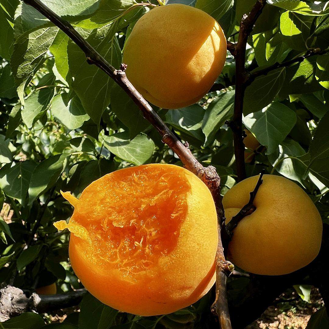 马召诚信果业