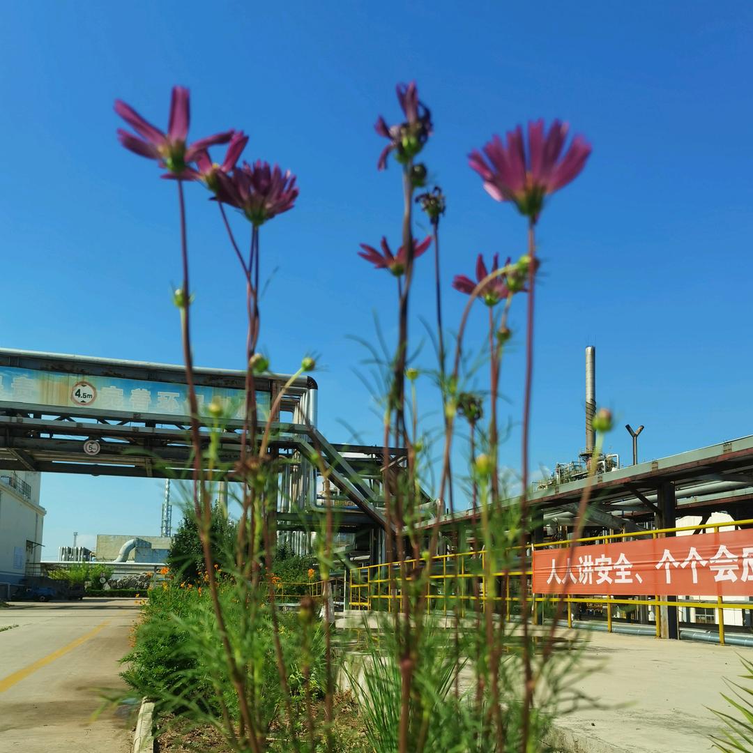 往事已成风（海右石化）