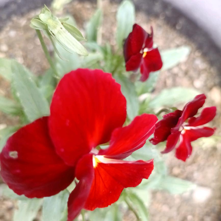 为你停刘🍓🍓🍓🍓