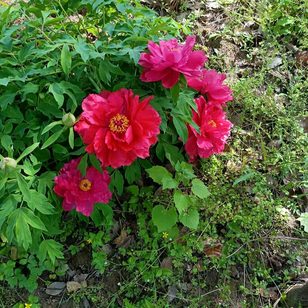 🍓宇辰奶奶🍎